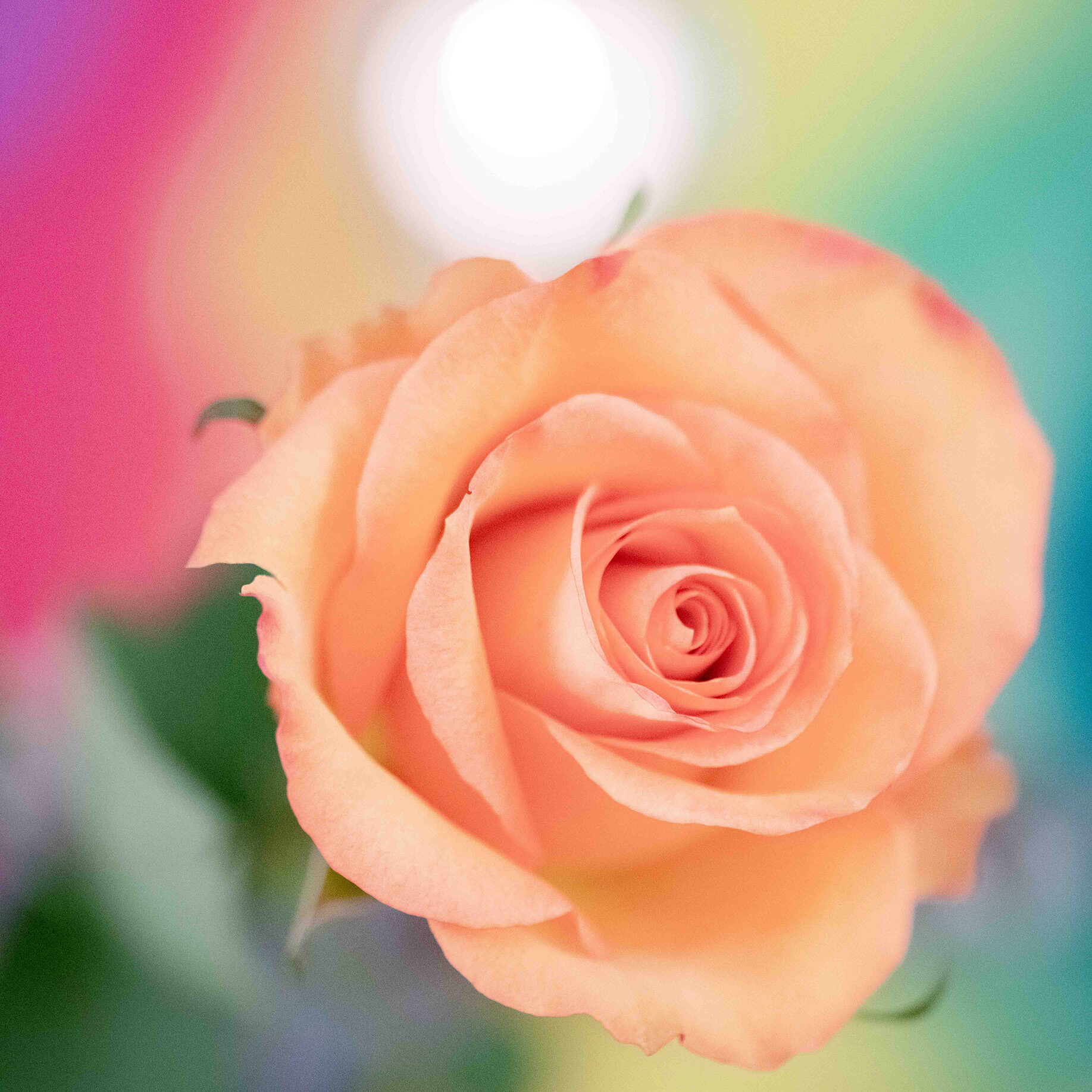 Rose_Q